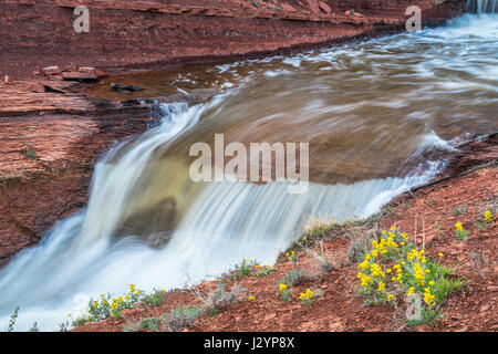 Wasserfälle im Park Creek am nördlichen Ausläufer der Colorado, Frühling Landschaft mit gelben Wildblumen (Berg Goldenbanner) Stockfoto