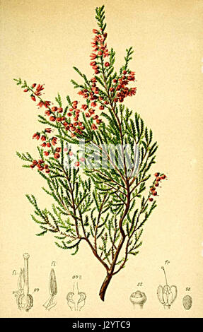 Die Calluna vulgaris, allgemein bekannt als Heidekraut, ist in der Atlas Alpenflora zu finden. Sie ist eine weit verbreitete Art in Europa, vor allem in alpinen Regionen. Bekannt für ihre kleinen, violett-rosa Blüten, ist sie eine harte Pflanze, die in sauren Böden und kalten Klimazonen gedeiht. Der atlas präsentiert detaillierte Informationen über seine Verteilung, seine Wachstumsgewohnheiten und seine ökologische Rolle in der alpinen Flora. Stockfoto