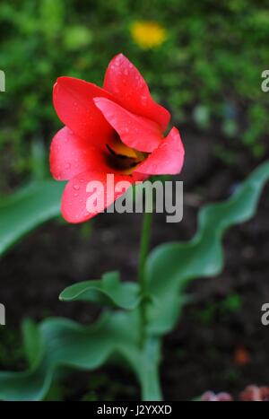 Tulpe Blume nach Regen. Stockfoto