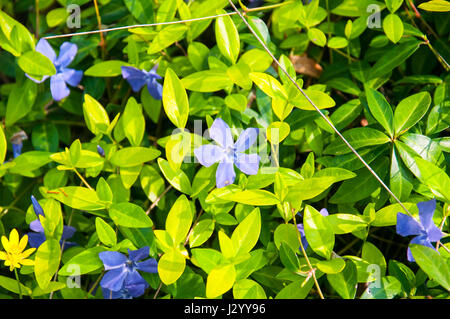 Anemone officinalis ist eine Pflanze der Harz Familie. Anemone gehört zu den ersten Boten des Frühlings, es ist eine mehrjährige Kraut, höchstens 30 Zentimeter gross Stockfoto