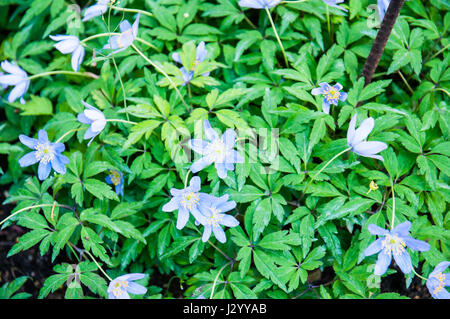 Anemone officinalis ist eine Pflanze der Harz Familie. Anemone gehört zu den ersten Boten des Frühlings, es ist eine mehrjährige Kraut, höchstens 30 Zentimeter gross Stockfoto