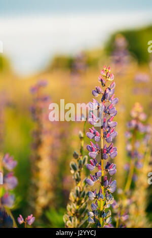 Wilde Blumen Lupine In Sommerwiese Wiese bei Sonnenuntergang Sonnenaufgang. Hautnah. Exemplar. Lupinus, allgemein bekannt als Lupin oder Lupine, ist eine Gattung der Blüte Stockfoto