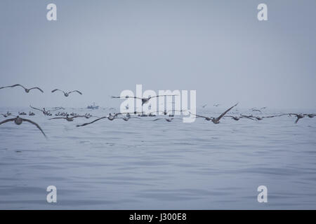 Pelikane im Regen über das Wasser fliegen. Ideal für viele Vögel, Seelöwen und anderen Säugetieren auf den felsigen Inseln zu sehen. Bei einer Bootsfahrt Stockfoto