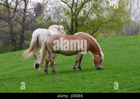 Pferde auf dem Hof Stockfoto