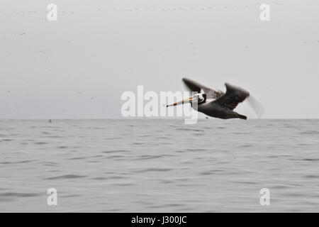 Pelikan über das Wasser fliegen. Ideal für viele Vögel, Seelöwen und anderen Säugetieren auf den felsigen Inseln zu sehen. Bei einer Bootsfahrt auf einer Straße tr Stockfoto