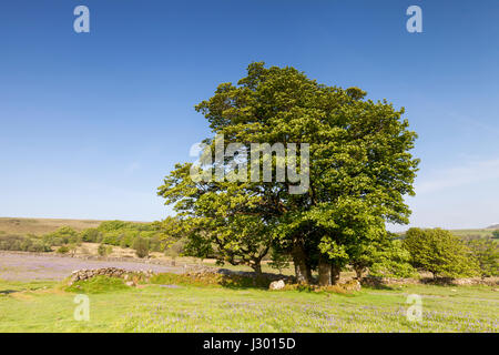 atemberaubende Aussicht von Baum auf Wiese voller Glockenblumen am Emsworthy Mire auf Dartmoor National Park in Devon, England an einem sonnigen Tag mit blauem Himmel. Stockfoto