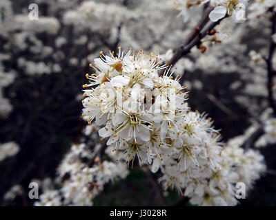 Schlehe Blume, Blackthorn Blumen im Frühling,(Prunus spinosa) Stockfoto