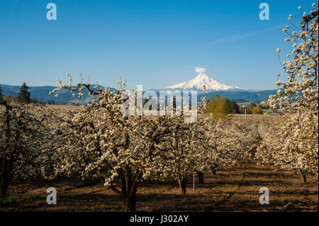 Blühende Apfelwiesen und Mount Hood, Hood River Valley, Oregon Stockfoto