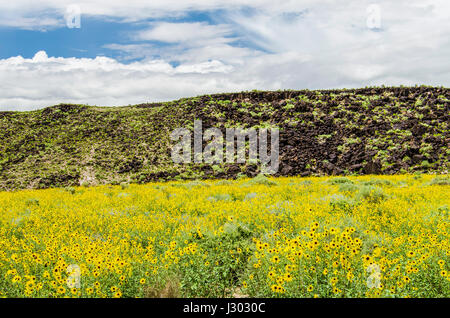 Petroglyph National Monument Park in Albuquerque, New Mexico in den Sommermonaten mit leuchtend gelben Blüten in der Wiese Stockfoto