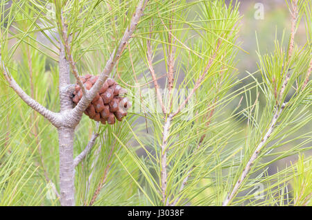 Tannenzapfen von - Zirbenholz (der botanische Name ist Pinus Pinea)-. Holzige Früchte einer Pinie mit Samen im Inneren (essbaren Pinienkernen) gerundet. Stockfoto