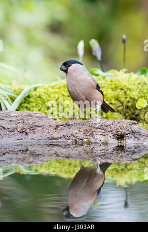 Eine weibliche Bulfinch in einem kleinen Garten Pool im Frühling. Stockfoto