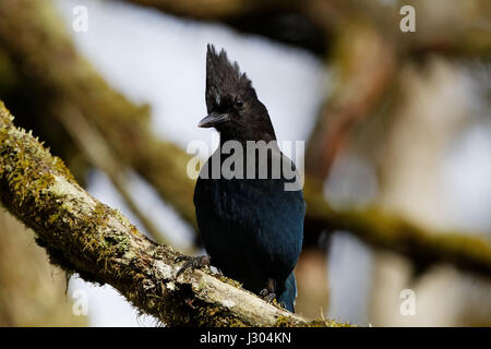 Stellers Jay - British Columbias offizielle Vogel Stockfoto