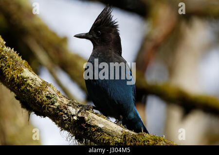 Stellers Jay - British Columbias offizielle Vogel Stockfoto