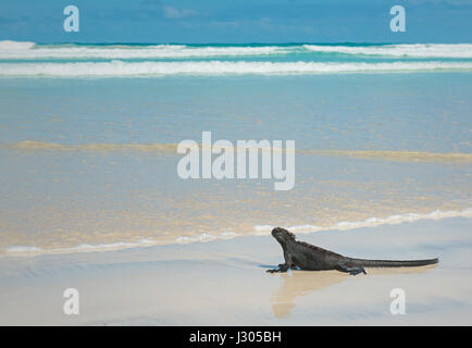 Nahaufnahme von einem marine Iguana (Amblyrhynchus Cristatus) auf Tortuga Beach (Insel Santa Cruz) in den Galapagos-Inseln, Ecuador. Stockfoto