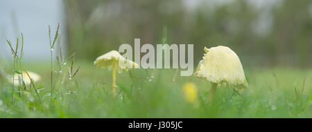 Regentag mit gelben Pilze wachsen in grünen Rasen bei nassem Wetterpanorama Stockfoto