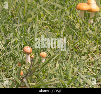 Orange Pilze in nassen grünen Rasen nach einem Regentag für Natur Hintergrund Stockfoto