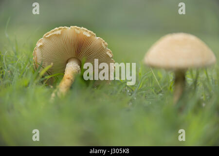 Pilze im nassen grün grass Landschaft nach dem Regen Wetter mit Kiemen und Stiel Stockfoto