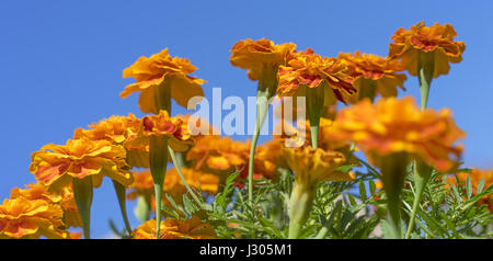 Leuchtend goldene bunte französische Ringelblumen mit dunkelgrünem Laub gegen blauen Himmel Herbst panorama Stockfoto