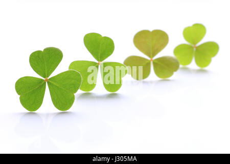 frische grüne Kleeblätter auf weiß Stockfoto