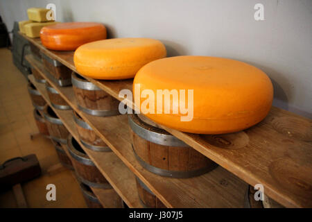 Käse-Rack in der Raffination in Gouda, Holland (Niederlande) Stockfoto