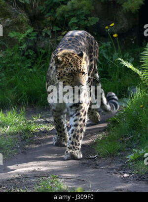 Amur oder Far Eastern Leopard (Panthera Pardus Orientalis) auf der Pirsch. Im östlichen Sibirien und NE China gefunden und vom Aussterben bedroht in freier Wildbahn. Stockfoto