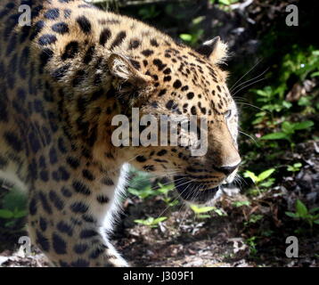 Nahaufnahme des Kopfes eines männlichen Amur oder Far Eastern Leopard (Panthera Pardus Orientalis), vom Aussterben bedroht in freier Wildbahn. Stockfoto