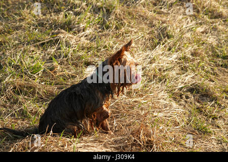 Nassem Hund sitzt und leckt sich mit einer Zunge in Natur Stockfoto