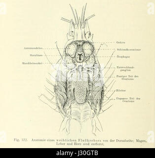 Astacus ist eine Gattung von Süßwasserkrebstieren, die allgemein als Flusskrebse bekannt sind. Diese anatomische Studie beschreibt die Struktur von Astacus, wobei der Schwerpunkt auf seinem segmentierten Körper, seinem Exoskelett und seiner Extremitätenstruktur liegt. Flusskrebse sind in aquatischen Ökosystemen als Fresser wichtig. Stockfoto