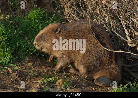 Captive Eurasische Biber auf einer Farm in Devonshire Stockfoto