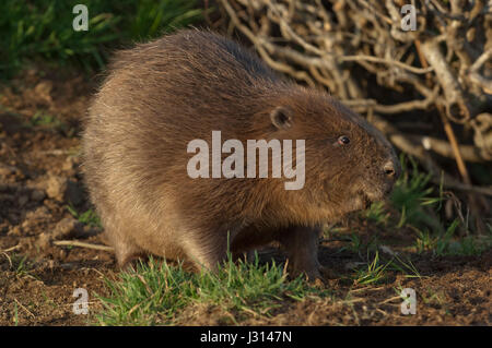 Captive Eurasische Biber auf einer Farm in Devonshire Stockfoto