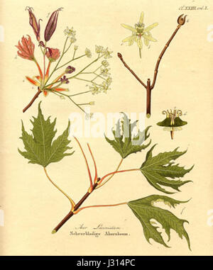 Acer platanoides 'Laciniatum' ist eine Sorte des norwegischen Ahorns, die für ihre tief gelappten Blätter bekannt ist. Diese Sorte ist ein beliebter Zierbaum, der in der Landschaftsgestaltung wegen seines einzigartigen Laubs und seines auffälligen Erscheinungsbildes während der Wachstumsperiode verwendet wird. Stockfoto