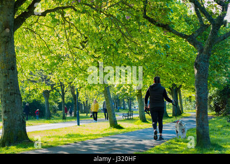 Aberystwyth Wales UK, Dienstag 02 Mai 2017 UK Wetter: Passanten mit ihren Dogss hinunter die Plascrug Allee, an einem herrlich warmen sonnigen Frühlingsmorgen in Aberystwyth Wales UK Bildnachweis: Keith Morris/Alamy Live-Nachrichten Stockfoto