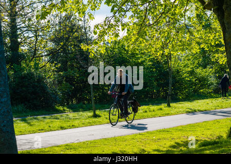 Aberystwyth Wales UK, Dienstag 02 Mai 2017 UK Wetter: Ein Mann auf seinem Fahrrad hinunter die baumgesäumten Radfahren Plascrug Avenue an einem herrlich warmen sonnigen Frühlingsmorgen in Aberystwyth Wales UK Bildnachweis: Keith Morris/Alamy Live-Nachrichten Stockfoto