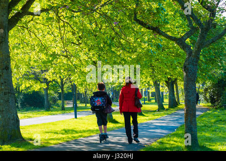 Aberystwyth Wales UK, Dienstag 02 Mai 2017 UK Wetter: Eltern mit ihren Kindern zu Fuß zur Schule nach unten die Plascrug Allee, an einem herrlich warmen sonnigen Frühlingsmorgen in Aberystwyth Wales UK Bildnachweis: Keith Morris/Alamy Live-Nachrichten Stockfoto