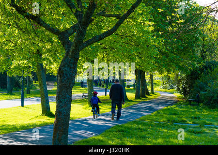 Aberystwyth Wales UK, Dienstag 02 Mai 2017 UK Wetter: Eltern mit ihren Kindern zu Fuß zur Schule nach unten die Plascrug Allee, an einem herrlich warmen sonnigen Frühlingsmorgen in Aberystwyth Wales UK Bildnachweis: Keith Morris/Alamy Live-Nachrichten Stockfoto