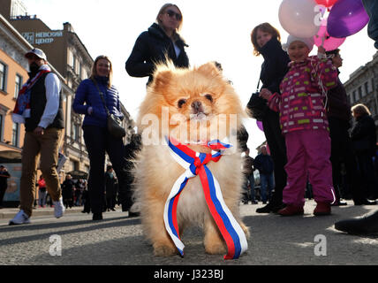 Petersburg, Russische Föderation. 1. Mai 2017. 1. Mai Feier des Labor Day in St. Petersburg, Russland, 1. Mai 2017. Bildnachweis: Roman Vondrous/CTK Foto/Alamy Live-Nachrichten Stockfoto