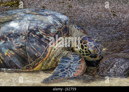 Eine grüne Meeresschildkröte am Ufer, die sich auf Maui in der Sonne sonnt. Stockfoto