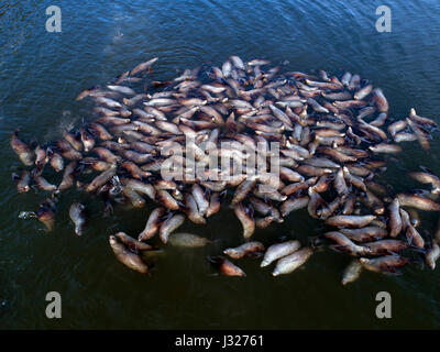 Luftaufnahme von eine große Kolonie von Stellar Seelöwen warten auf den Frühling läuft Hooligan in den Lynn Canal in der Nähe von Haines, Alaska. Stockfoto