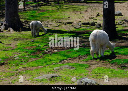 Zwei Alpakas grasen Stockfoto