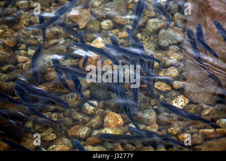 Nahaufnahme von Hooligan (eine Art von Stint) während eines Laufs in einem Alaskan-Fluss im Frühjahr. Stockfoto