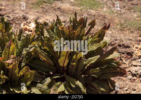 Sauerampfer Spinat Gemüse wächst auf einem kleinen Bio-Bauernhof in Süd-Kalifornien Stockfoto