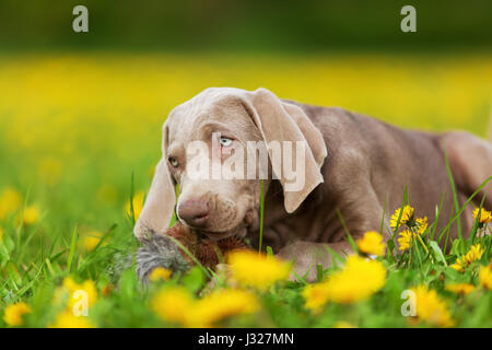 Bild von einem netten Weimaraner Welpen mit Plüsch Fasan in einer Löwenzahn Wiese spielen Stockfoto