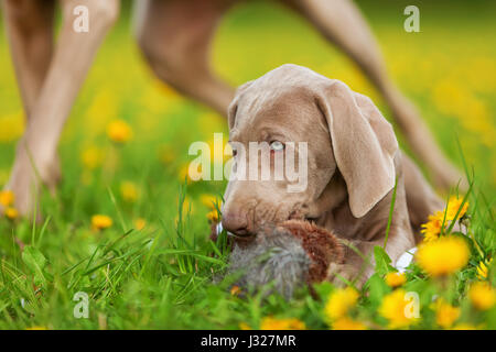 Bild von einem netten Weimaraner Welpen mit Plüsch Fasan in einer Löwenzahn Wiese spielen Stockfoto