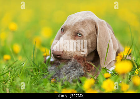 Bild von einem netten Weimaraner Welpen mit Plüsch Fasan in einer Löwenzahn Wiese spielen Stockfoto