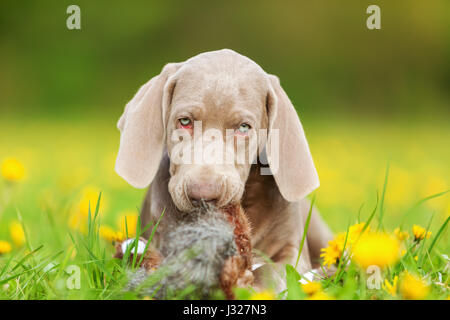 Bild von einem netten Weimaraner Welpen mit Plüsch Fasan in einer Löwenzahn Wiese spielen Stockfoto