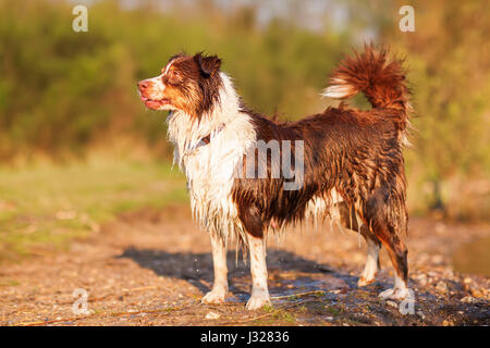 Porträt von einem nassen Australian Shepherd stehen am See Stockfoto