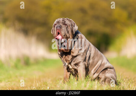 Porträtbild von einem Mastino Napoletano im freien Stockfoto