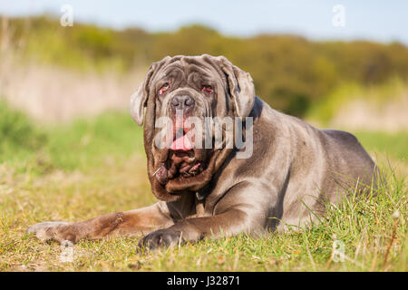 Porträtbild von einem Mastino Napoletano im freien Stockfoto