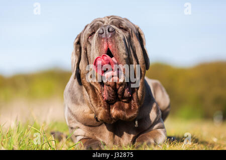 Porträtbild von einem Mastino Napoletano im freien Stockfoto