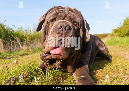 Porträtbild von einem Mastino Napoletano im freien Stockfoto